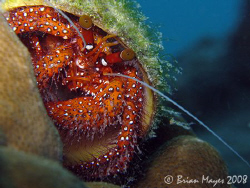 I noticed this Spotted Hermit Crab (Dardanus megistos) cr... by Brian Mayes 